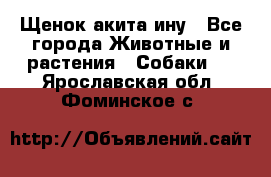 Щенок акита ину - Все города Животные и растения » Собаки   . Ярославская обл.,Фоминское с.